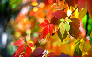 Autumn Colours: Seasonal Motivation For Writing - Image shows autumn leaves